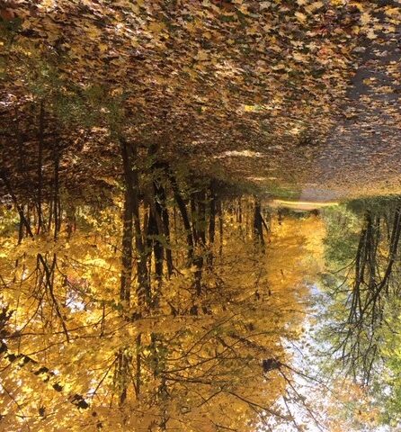 fall colors when motivation lags