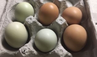 free range eggs in a carton