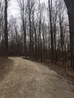 winter walk in the woods around the lake