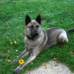 Norwegian Elkhound mix - Lucky