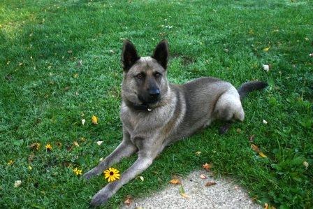 Norwegian Elkhound mix - Lucky