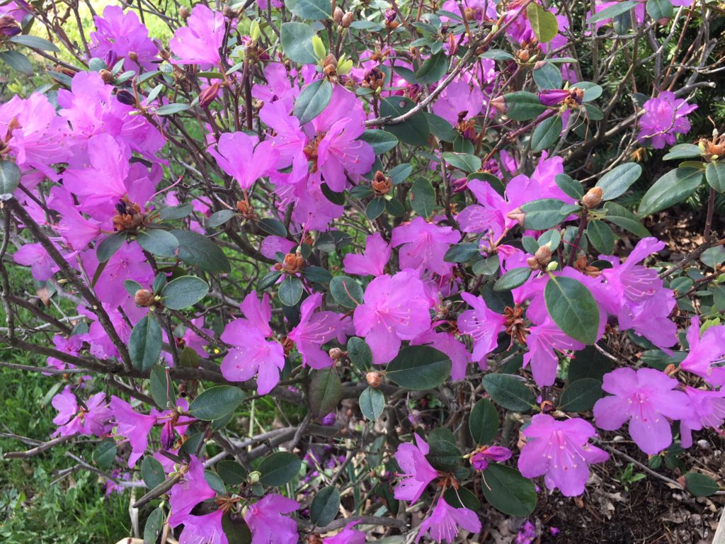 flowers help me keep maintaining a healthy mindset