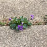 pushing through the roadblocks