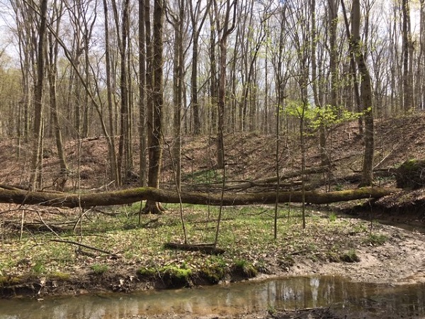 hiking through the woods on a sunny afternoon