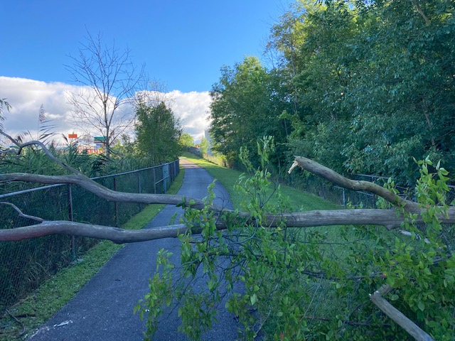 Getting my activity minutes but a tree down across the bike path