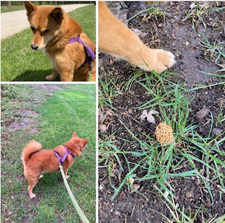 Morel Mushroom hunting