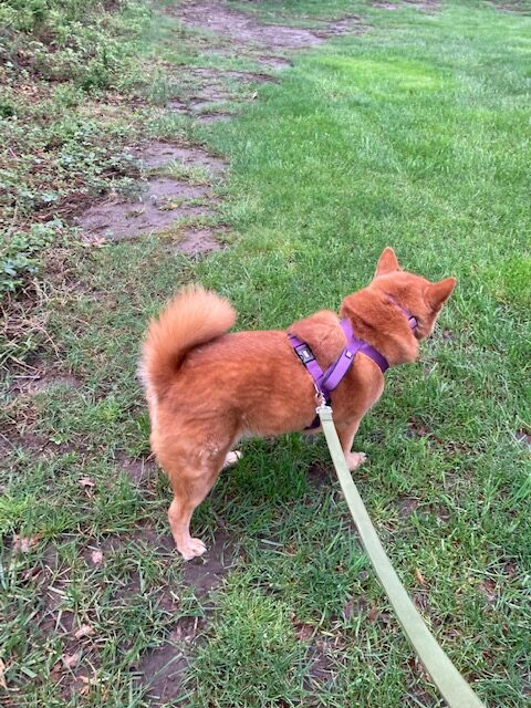 Peanut is good on the leash without too much pulling