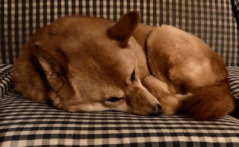 I love how she looks like a little fox when she is all curled up