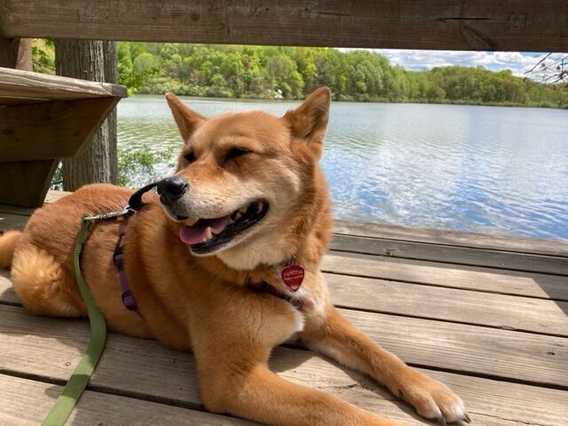 Peanut takes a break in the sun shine