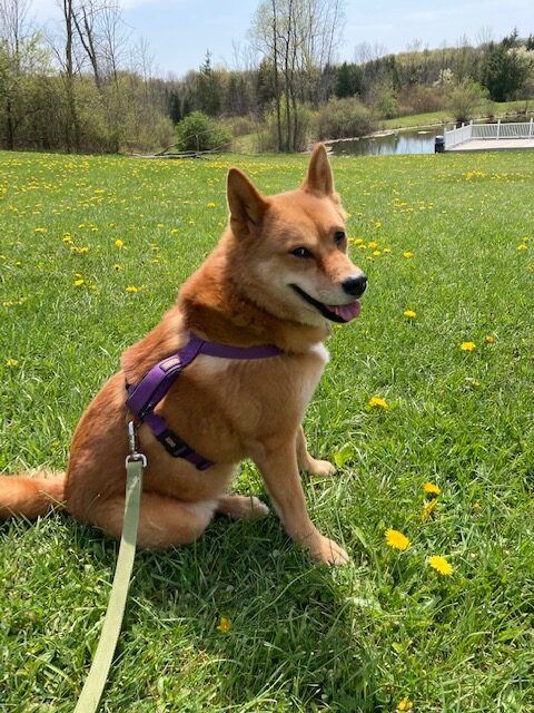 Peanut taking a walk near the dog park in Streetsboro