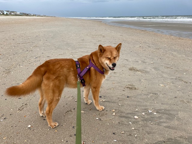 Why I stay fit Peanut on the beach