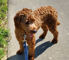 Canine Couch to 5K