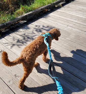 Running in the Fall with My Dog