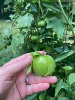 Tomatillias under the skin