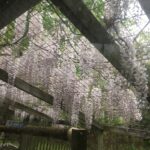 Gardening as exercise - drapes of wisteria in early May