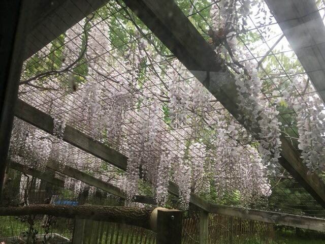 Gardening as exercise - drapes of wisteria in early May