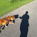 Walking in sunshine with Peanut