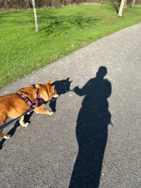 Walking in sunshine with Peanut